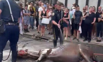 Νεά Υόρκη: Άλογο άμαξας κατέρρευσε και ο αμαξάς το κακοποιούσε