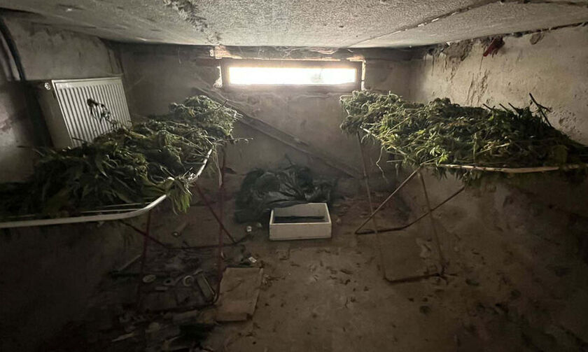 Θεσσαλονίκη: Χειροπέδες σε 44χρονο που διατηρούσε χασισοφυτεία σε δύσβατη περιοχή της Σίνδου