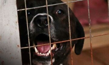 Ηγουμενίτσα: Συνελήφθη 67χρονος που έδωσε φόλες σε αδέσποτα σκυλιά