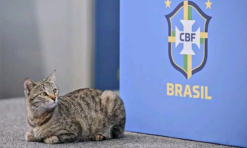 Μουντιάλ 2022: Γάτα... στη συνέντευξη Τύπου της Βραζιλίας (vid)
