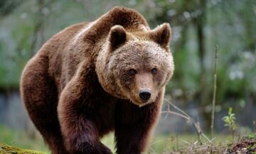 Θεσσαλονίκη: Νεκρή αρκούδα μετά από τροχαίο