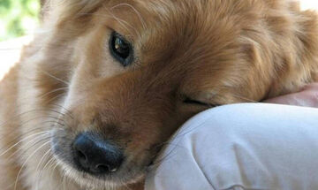Αμαλιάδα: Πρόστιμο 250 χιλ. ευρώ για εγκατάλειψη σκυλιών