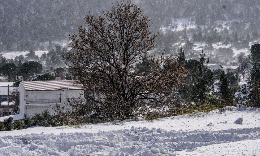 Μαγνησία: Σφοδρή χιονόπτωση - Μάχη να μείνουν ανοιχτοί οι δρόμοι 