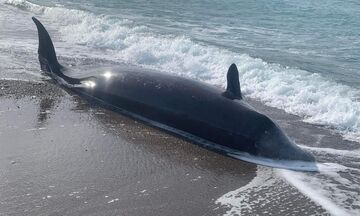 Κύπρος: Νεκρές φάλαινες στις ακτές - Πιθανή η σύνδεση με τους φονικούς σεισμούς σε Τουρκία - Συρία
