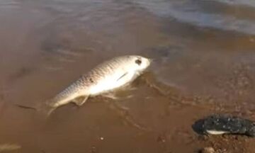 Νεκρά ψάρια στη λίμνη Κερκίνη: Πού αποδίδεται το φαινόμενο (vid)