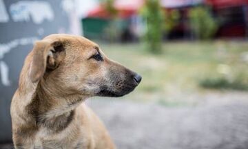 Βόλος: Στο εδώλιο 57χρονος που σκότωσε σκύλο με φόλα
