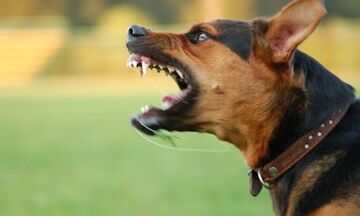 Άνω Λιόσια: Αγέλη σκύλων κατασπάραξε 68χρονη σε σκραπατζίδικο 