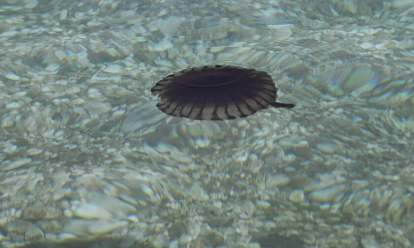 Κοπάδια από μαύρες μέδουσες κατέκλυσαν τον Παγασητικό (pic)