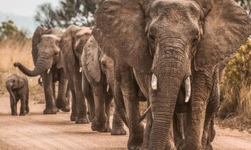 Διψασμένοι ελέφαντες εισέβαλαν σε πόλη του Καμερούν και σκότωσαν ανθρώπους