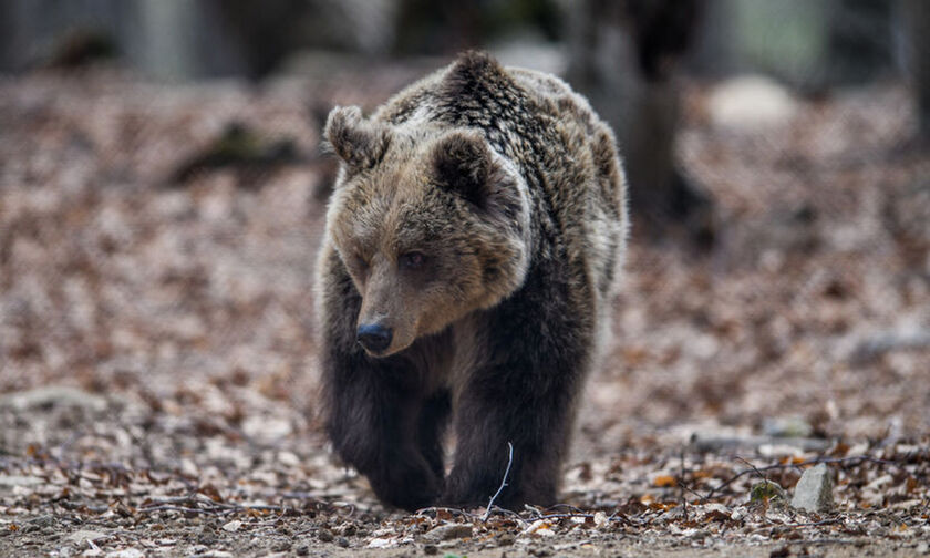 Απεγκλωβίστηκαν αρκουδάκια που είχαν παγιδευτεί σε κανάλι στη Φλώρινα