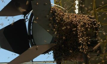 Επίθεση μελισσών στο γήπεδο της Ντόρτμουντ (vid)