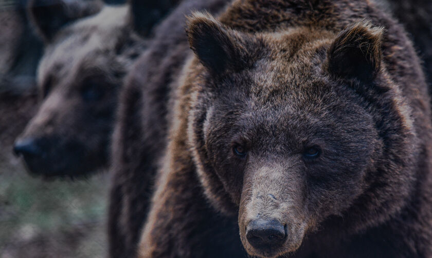 Αρκούδα εμφανίστηκε στη Θεσσαλονίκη