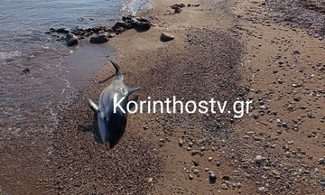 Νεκρό εντοπίστηκε το μικρό δελφίνι που είχε χάσει τον προσανατολισμό του