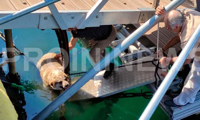 Καβάλα: Ασυνείδητος κλώτσησε σκύλο και τον πέταξε στη θάλασσα