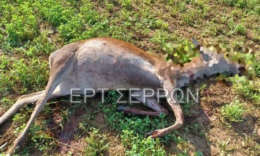 Σέρρες: Σκότωσαν τρία ελάφια στην Κερκίνη 