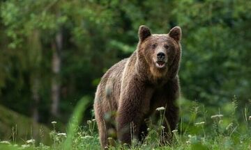 Ιταλία: Ανεστάλη η θανάτωση αρκούδας που επιτέθηκε και σκότωσε δρομέα