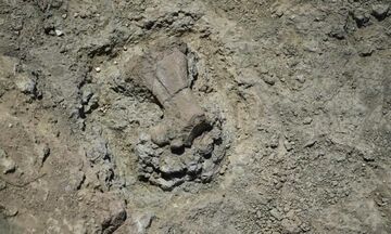 Ανακάλυψη απολιθωμάτων ιπποποτάμων - νάνων που έζησαν στην Κρήτη 300.000 χρόνια πριν (vid)!