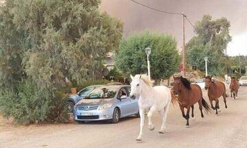 Φωτιά στη Ρόδο: Δραματικές εξελίξεις – Άλογα τρέχουν να σωθούν από την πυρκαγιά