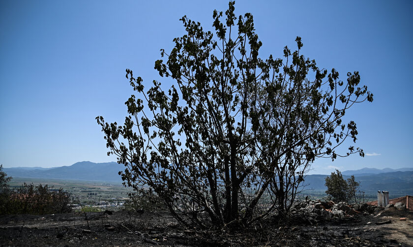 Tέθηκε υπό μερικό έλεγχο η πυρκαγιά στην Τανάγρα