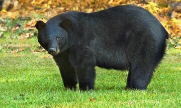 Καλιφόρνια: Αιχμαλωτίστηκε η αρκούδα «Χανκ», η οποία είχε εισβάλει σε δεκάδες σπίτια