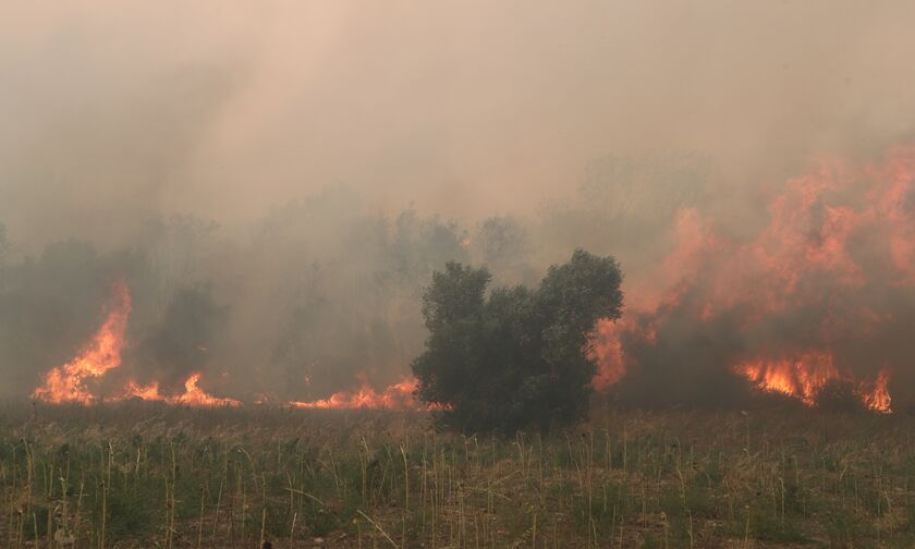 Στους 26 οι νεκροί μετανάστες στο δάσος της Δαδιάς