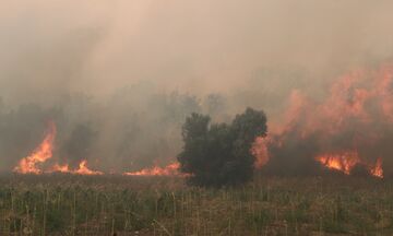 Στους 26 οι νεκροί μετανάστες στο δάσος της Δαδιάς