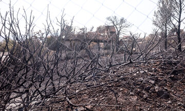 Φωτιές: Δραματική η κατάσταση στον Έβρο - Μάχη με τις αναζωπυρώσεις σε Βοιωτία και Πάρνηθα