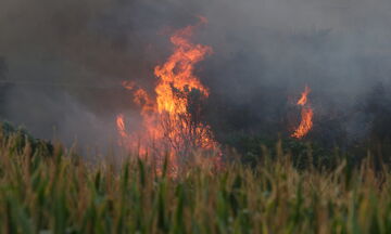 Μεσσηνία: Φωτιά τώρα στην Αγία Παρασκευή - Δύο μέτωπα μεταξύ Λαδά και Καρβελιού
