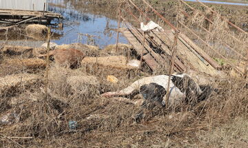 Θεσσαλία: Περισυλλογή νεκρών ζώων από τις Ένοπλες Δυνάμεις με εντολή Μητσοτάκη