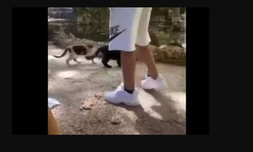 Έφηβος στη Ρόδο κλώτσησε γατάκι και το πέταξε σε λίμνη