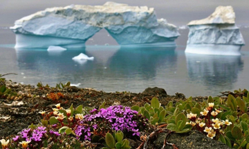 Ξεκίνησαν να ανθίζουν λουλούδια στην Ανταρκτική  