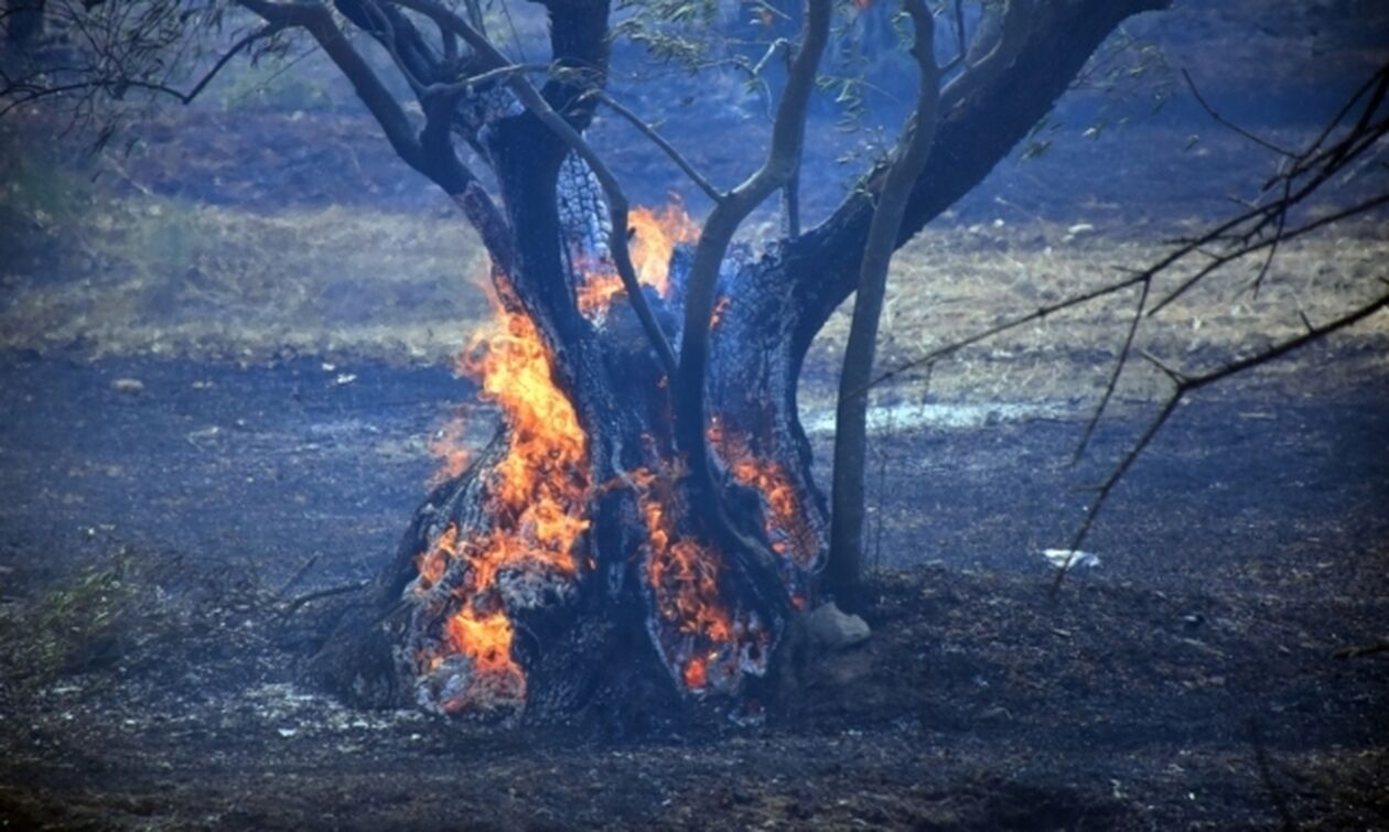 Υπό μερικό έλεγχο η φωτιά στον Μαραθώνα