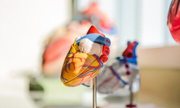 Υγεία της καρδιάς: Οι σημαντικοί βήτα αναστολείς που την προστατεύουν βρίσκονται και στη διατροφή