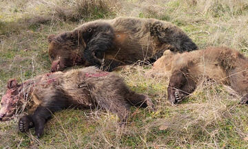 Κτηνωδία στην Καστοριά: Δολοφόνησαν αρκούδα και τα δύο της αρκουδάκια   
