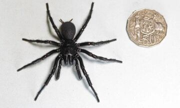 Αυστραλία: Ο «Ηρακλής» είναι η μεγαλύτερη και πιο δηλητηριώδης αράχνη στον κόσμο