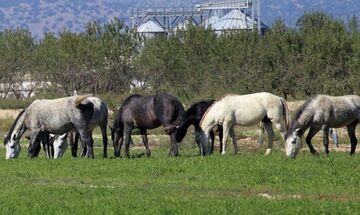 Γρεβενά: Άγνωστοι πυροβόλησαν, σκότωσαν και τεμάχισαν πέντε άλογα στη Σαμαρίνα