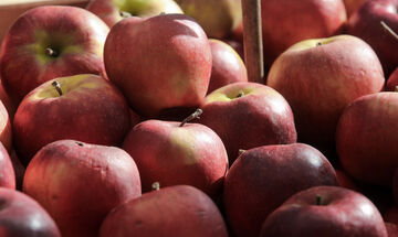 Μειωμένη η παραγωγή μήλων λόγω της κακοκαιρίας Daniel 