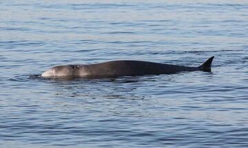 Εύβοια: Φάλαινα «φυσητήρας» σε παραλία της Εύβοιας (vid)
