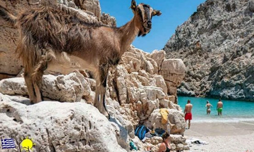 Μπανάκι παρέα με... κατσίκες στα Σεϊτάν Λιμάνια (pics)