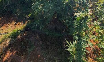 Φυτεία με 222 δενδρύλλια κάνναβης στα ορεινά των Χανίων
