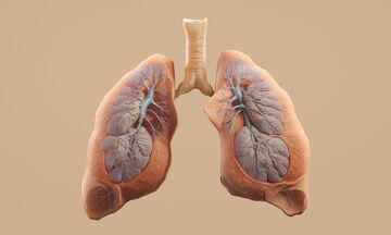 Νεφρά: Η διατροφή που τα κρατάει υγιή