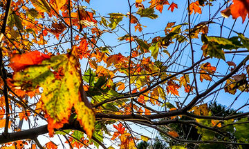 Καιρός: Νεφώσεις παροδικά αυξημένες με πτώση της θερμοκρασίας