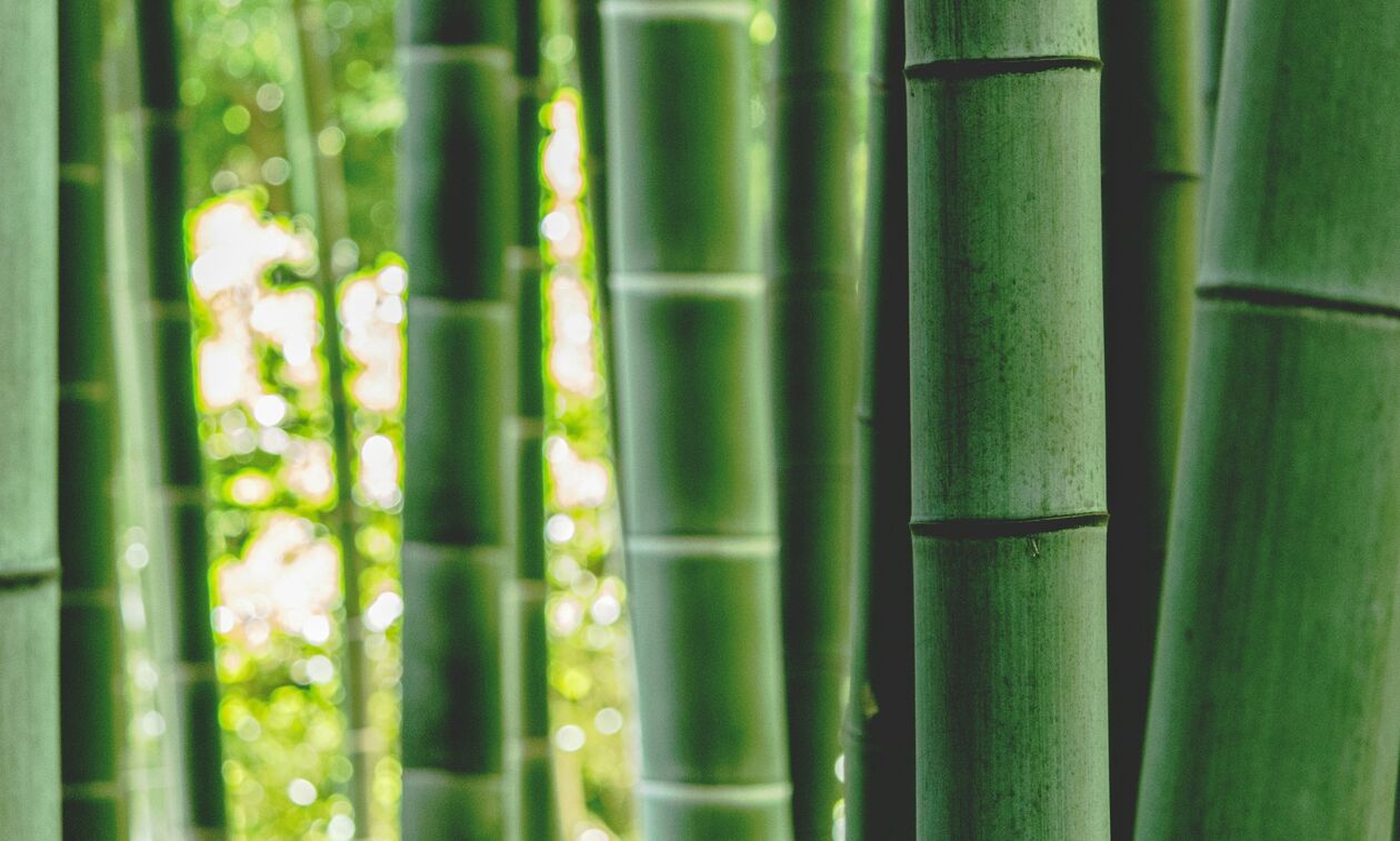 Μπαμπού: Μια νέα και αναπάντεχη υπερτροφή