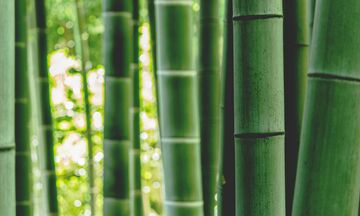 Μπαμπού: Μια νέα και αναπάντεχη υπερτροφή