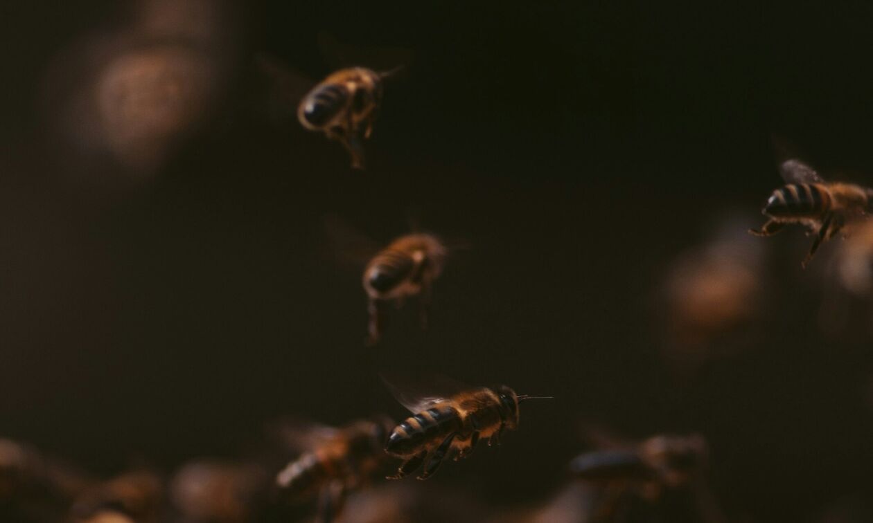 Βασιλικός πολτός: Μήπως είναι υπερτιμημένος;