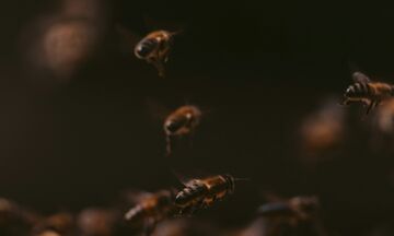 Βασιλικός πολτός: Μήπως είναι υπερτιμημένος;