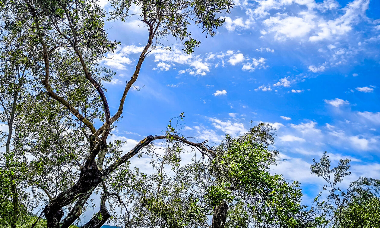 Καιρός: Αίθριος με σταθερή θερμοκρασία 