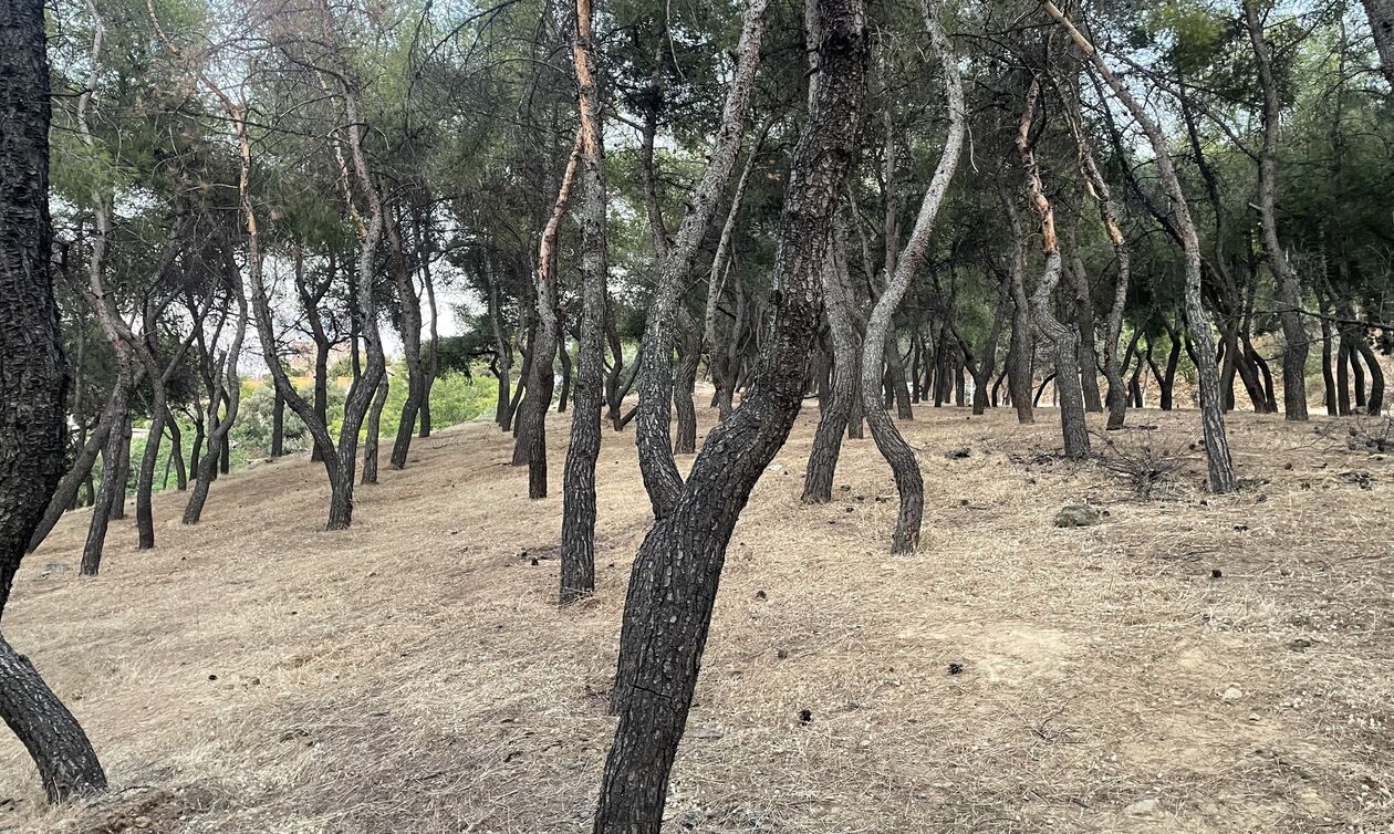 Η κοινωνία ως έργο τέχνης